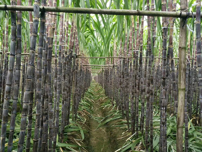 Nongda 920, different gibberellin(圖3)