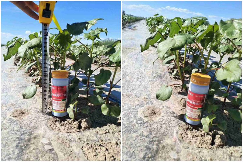 棉花用了控爾豐，控旺增產(chǎn)真輕松(圖1)