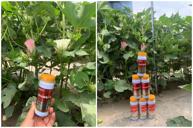 棉花用了控爾豐，控旺增產(chǎn)真輕松(圖2)