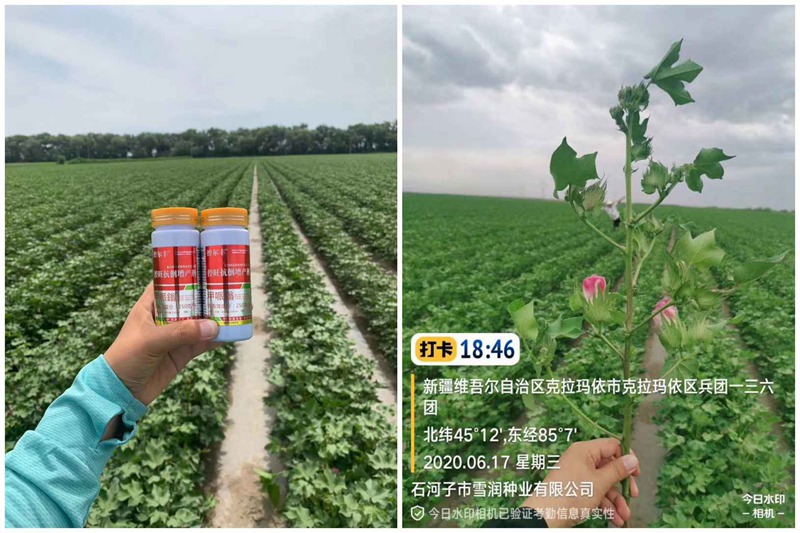 棉花用了控爾豐，控旺增產(chǎn)真輕松(圖3)