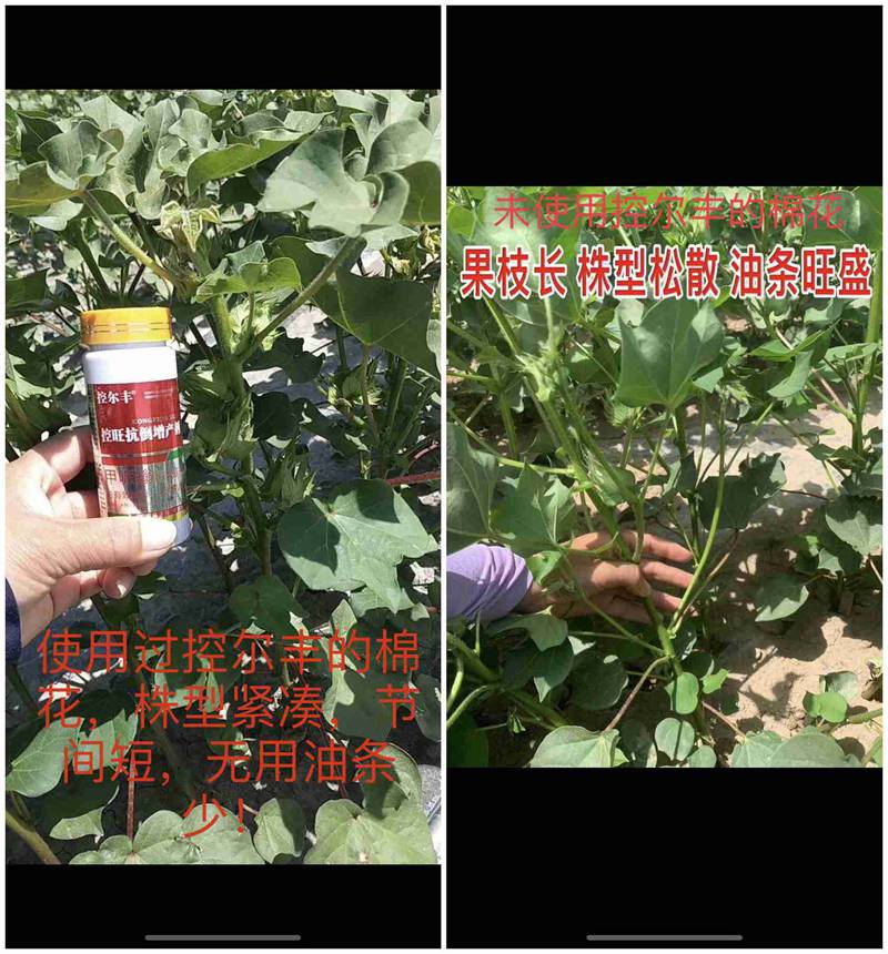 棉花用了控爾豐，控旺增產(chǎn)真輕松(圖7)