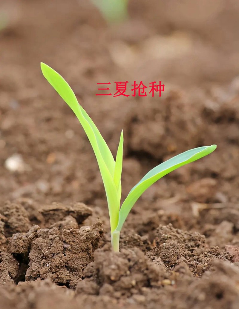 科技植保-夏秋作物種植要點(圖1) 科技植保-夏秋作物種植要點(圖1)