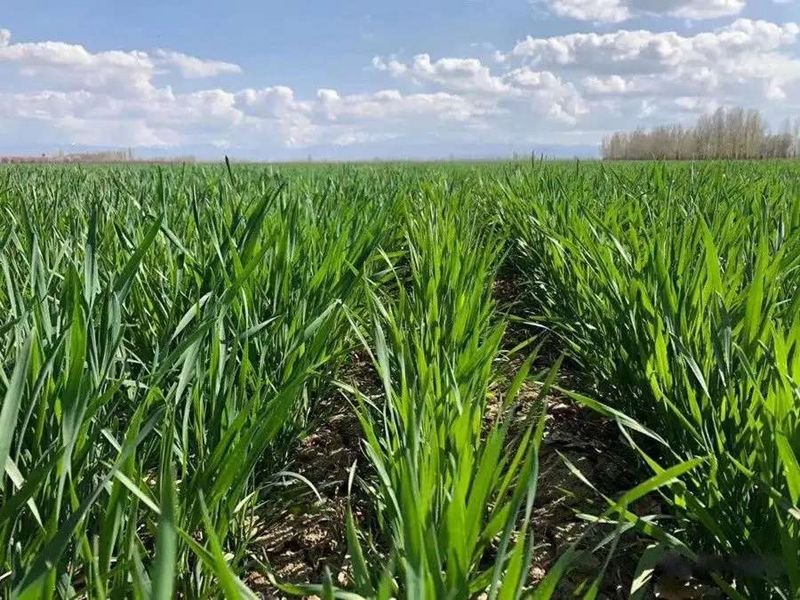 植保知識——冬小麥鎮(zhèn)壓技術(shù)(圖1) 植保知識——冬小麥鎮(zhèn)壓技術(shù)(圖1)