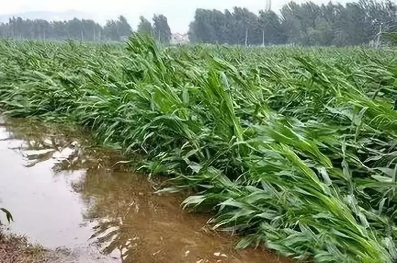 暴雨過后，玉米急需這樣補(bǔ)救！(圖1)